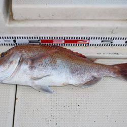 松本釣船２ 釣果