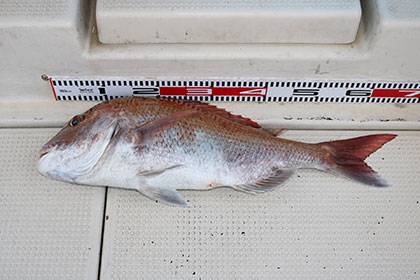 松本釣船２ 釣果