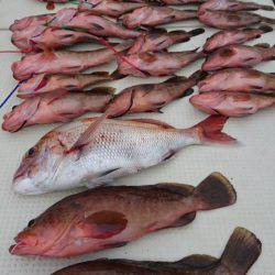 オーフリー 釣果