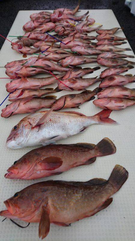 オーフリー 釣果