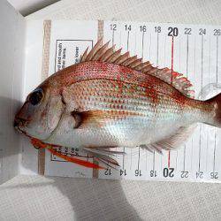 フルコンタクト 釣果