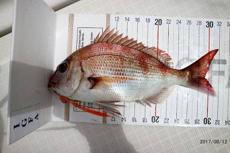 フルコンタクト 釣果