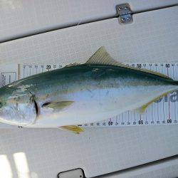 フルコンタクト 釣果