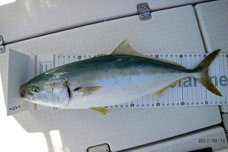 フルコンタクト 釣果