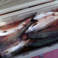 第八平成丸 釣果