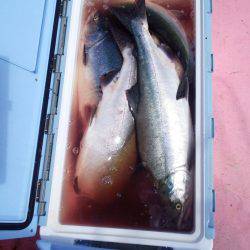 第八平成丸 釣果