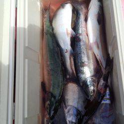 第八平成丸 釣果