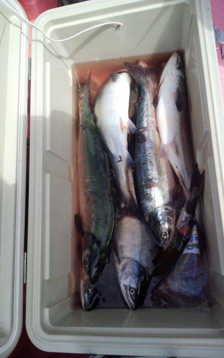 第八平成丸 釣果