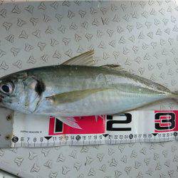 マタウマリンサービス 釣果