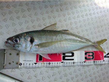 マタウマリンサービス 釣果