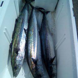 ファイヤードルフィン 釣果