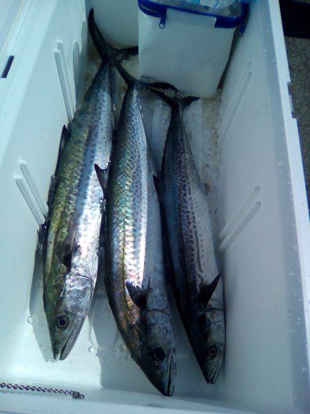 ファイヤードルフィン 釣果