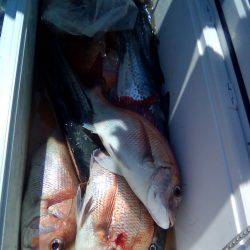 ファイヤードルフィン 釣果