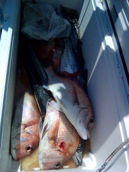 ファイヤードルフィン 釣果