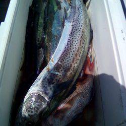 ファイヤードルフィン 釣果