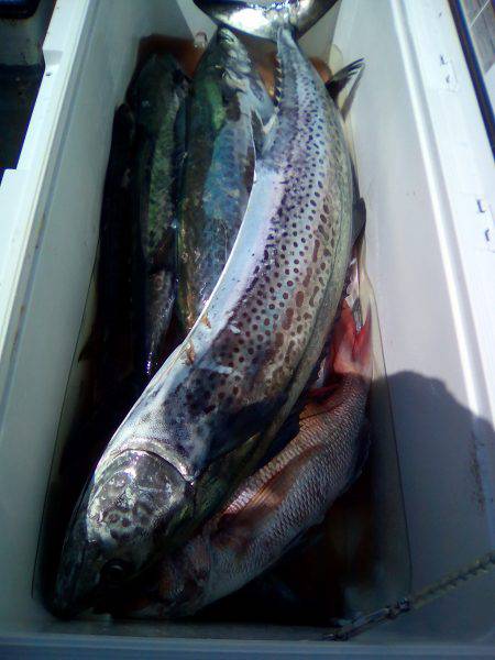 ファイヤードルフィン 釣果