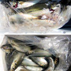 来温丸(らいおんまる) 釣果