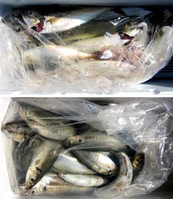 来温丸（らいおんまる） 釣果