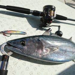 マタウマリンサービス 釣果