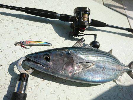 マタウマリンサービス 釣果