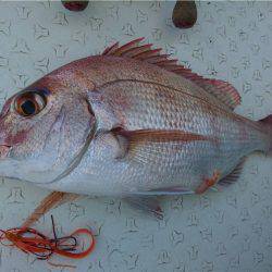 マタウマリンサービス 釣果