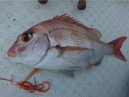 マタウマリンサービス 釣果