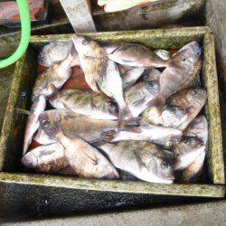 海釣り公園みかた 釣果