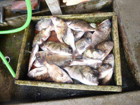 海釣り公園みかた 釣果