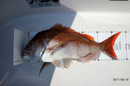 フルコンタクト 釣果