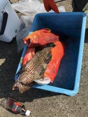 ことぶき丸 釣果