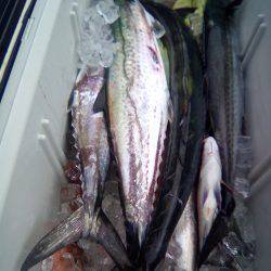 ファイヤードルフィン 釣果