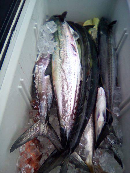 ファイヤードルフィン 釣果