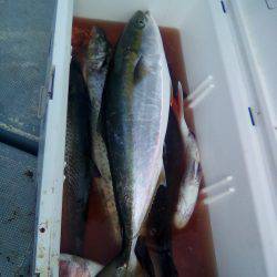 ファイヤードルフィン 釣果