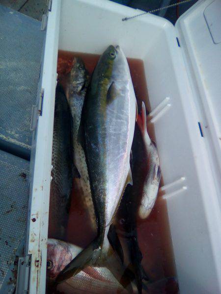 ファイヤードルフィン 釣果