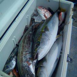 ファイヤードルフィン 釣果