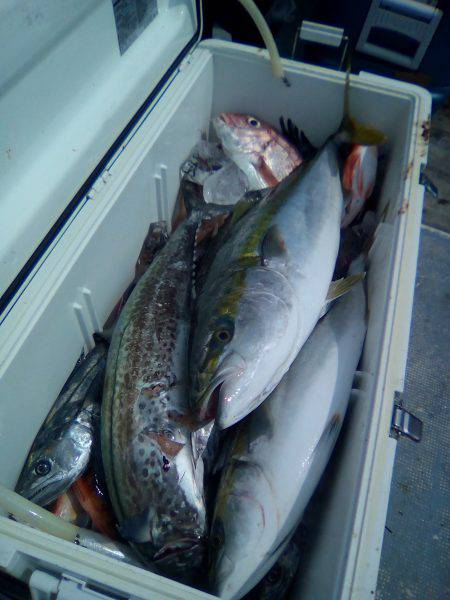 ファイヤードルフィン 釣果