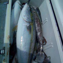 ファイヤードルフィン 釣果