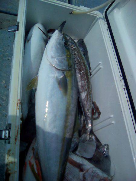 ファイヤードルフィン 釣果