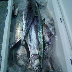 ファイヤードルフィン 釣果