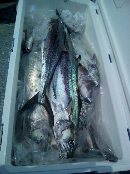 ファイヤードルフィン 釣果