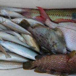 オーフリー 釣果