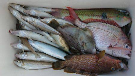 オーフリー 釣果