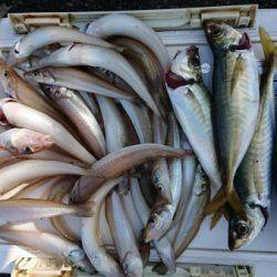 オーフリー 釣果