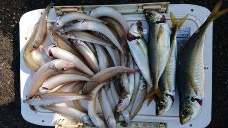 オーフリー 釣果