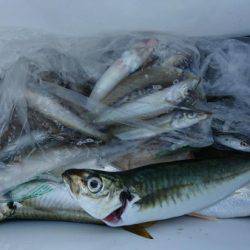 オーフリー 釣果