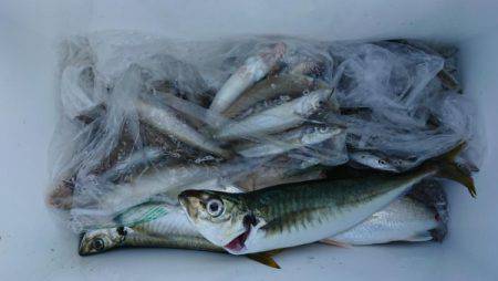 オーフリー 釣果