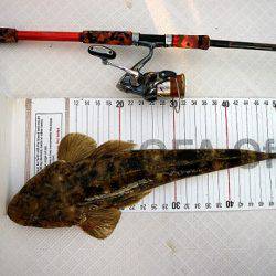 フルコンタクト 釣果