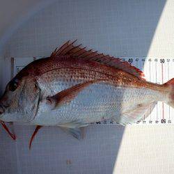 フルコンタクト 釣果