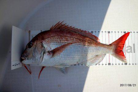 フルコンタクト 釣果