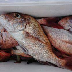 オーフリー 釣果